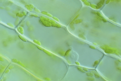 Cellules d'Elodée x200 - séquence 3 - 1mn 03s